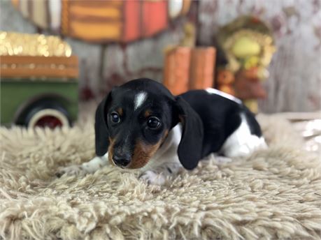 Mini Dachshund - Linus