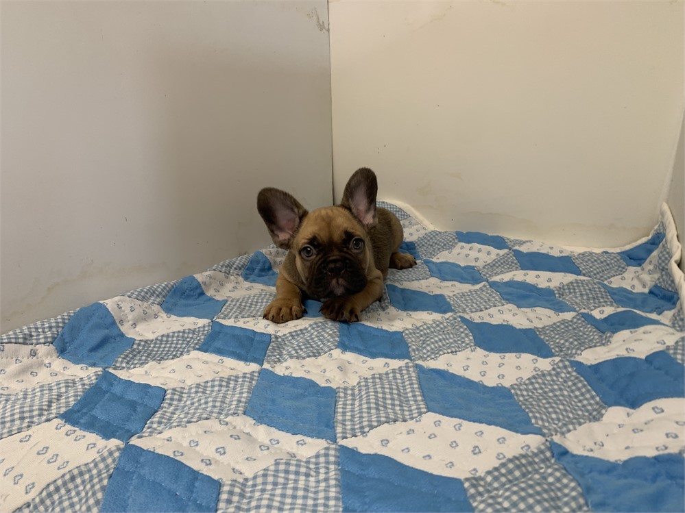 AKC French bulldog male