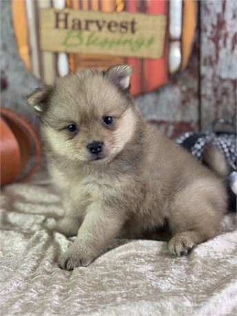 Sable Pomeranian - Snoopy