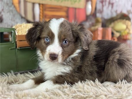Toy/Mini Size Australian Shepherd - Juniper