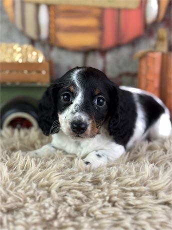 Mini Dachshund - Leni