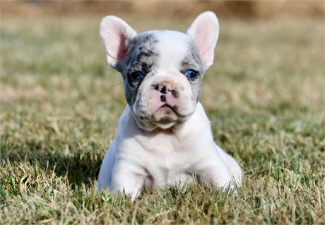 Alvise ~ Adorable AKC Male Merle Piebald French Bulldog