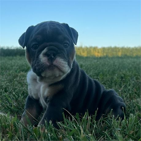 AKC English Bulldog Female