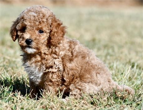 Hayes ~ Cute AKC Light Red Mini/Toy Poodle