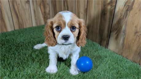 Blenheim Male Cavalier