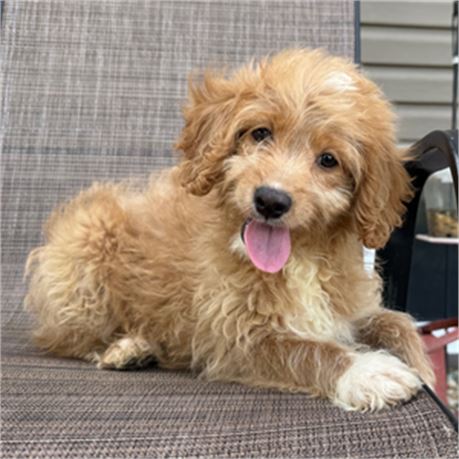 F1B Mini Goldendoodle - Queenie