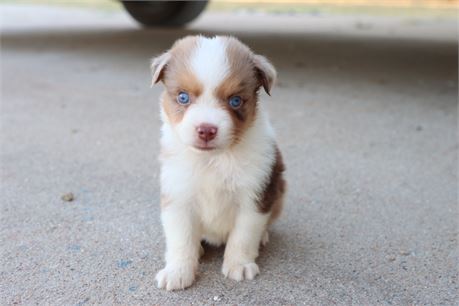 USDA CLEAN* ASDR Reg MINI AUSSIE