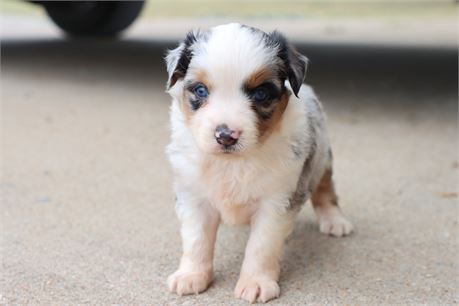USDA CLEAN* ASDR Reg MINI AUSSIE