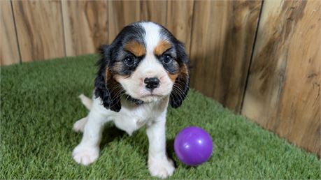 Tri - Colored Female Cavalier
