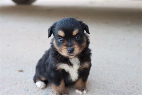 USDA CLEAN* ASDR Reg MINI AUSSIE