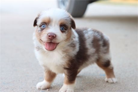 USDA CLEAN* ASDR Reg MINI AUSSIE