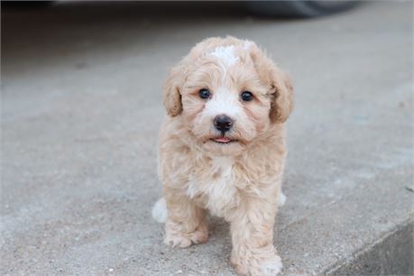 USDA CLEAN* F1 Toy Maltipoo