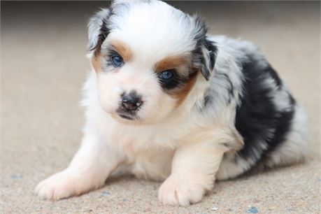USDA CLEAN* ASDR Reg MINI AUSSIE