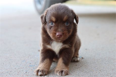 USDA CLEAN* ASDR Reg MINI AUSSIE