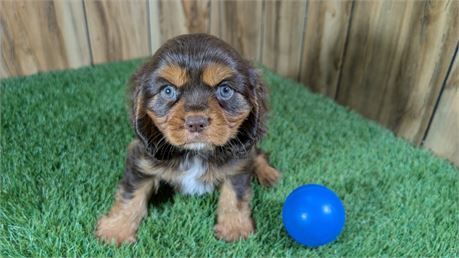 Chocolate & Tan Male Cavalier