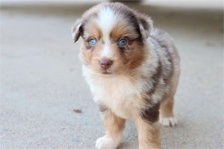USDA CLEAN* ASDR Reg MINI AUSSIE