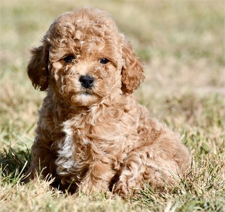Otis ~ Cute AKC Light Red Mini/Toy Poodle