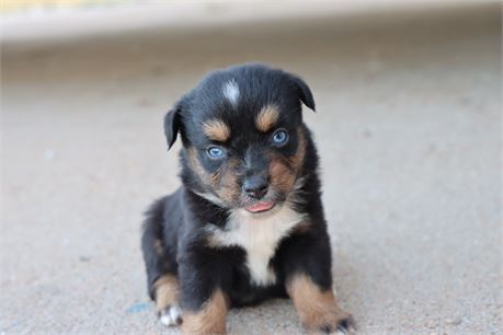 USDA CLEAN* ASDR Reg MINI AUSSIE