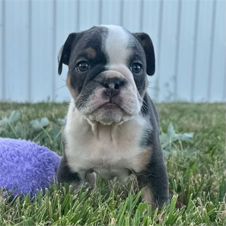 AKC English Bulldog Male