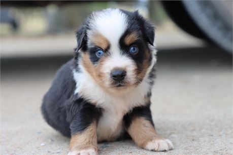 USDA CLEAN* ASDR Reg MINI AUSSIE