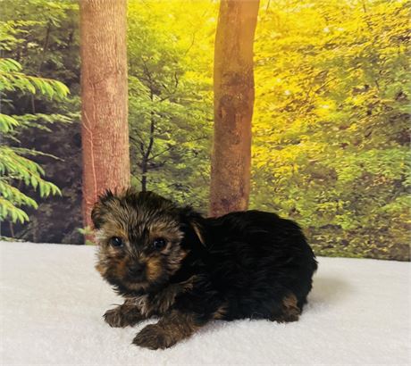 SMALL FEMALE YORKIE - CLEAN USDA