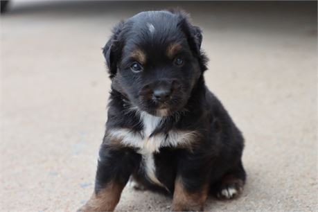 USDA CLEAN* ASDR Reg MINI AUSSIE
