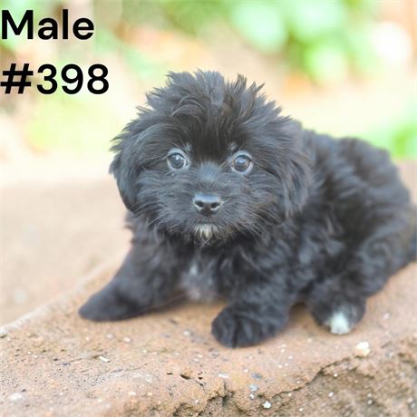 Cute furry Shorkiepoo