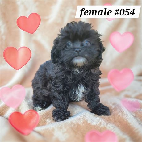 Cute furry Shorkiepoo