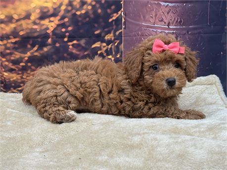 AKC Red Toy poodle