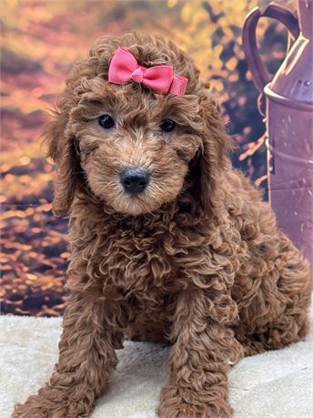 AKC Red Mini Female Poodle
