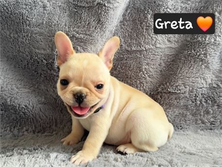 AKC Frenchie