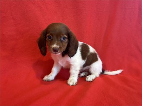Female Dachshund