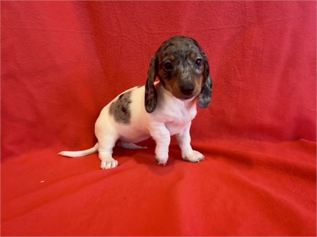 Female Dachshund 2