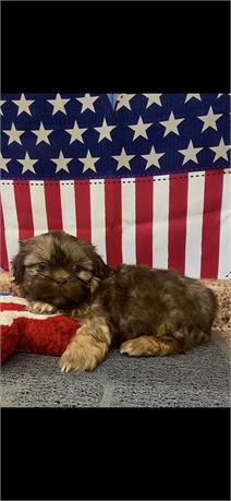 AKC ShihTzu Male #2