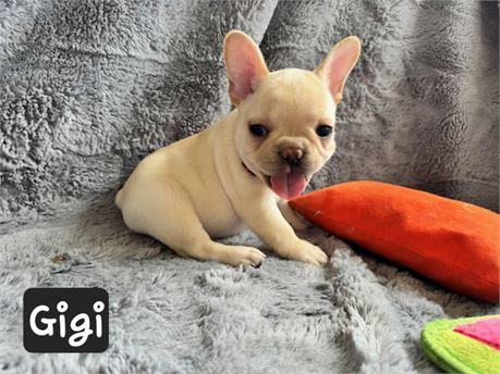 AKC Frenchie