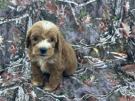 Cavapoo Puppies