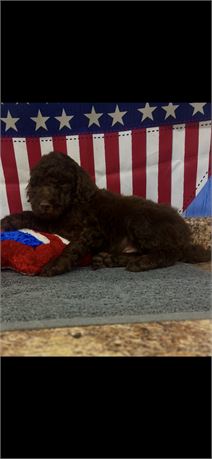 Miniature Poodle Male #2