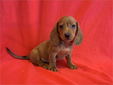 Male Dachshund