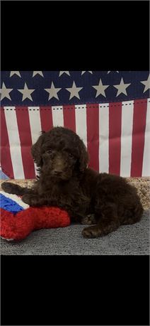 Miniature Poodle Female #3