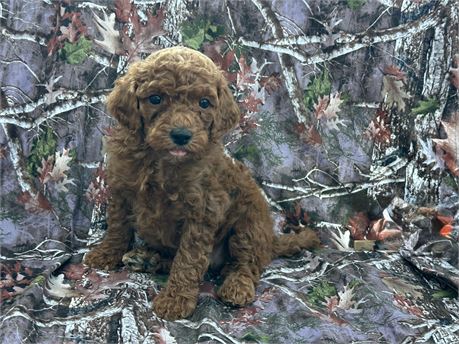 Cavapoo Puppies