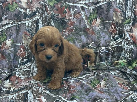Cavapoo Puppies
