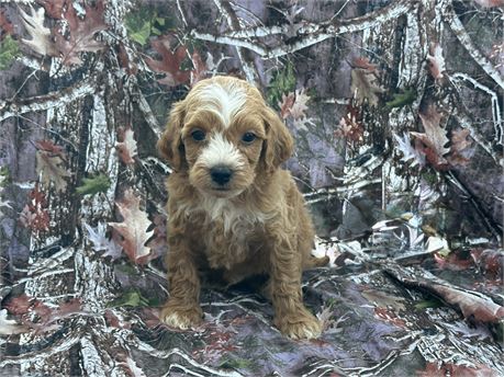 Cavapoo Puppies