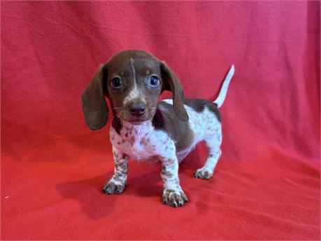 Male Dachshund 2