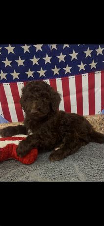 Miniature Poodle Male #1