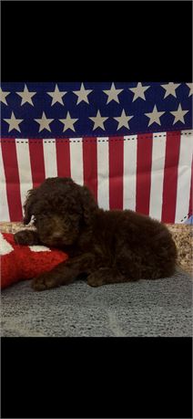 Miniature Poodle Female #2