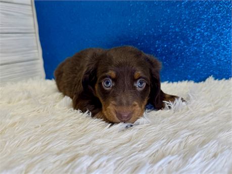 Male Miniature Dachshund- Long Hair