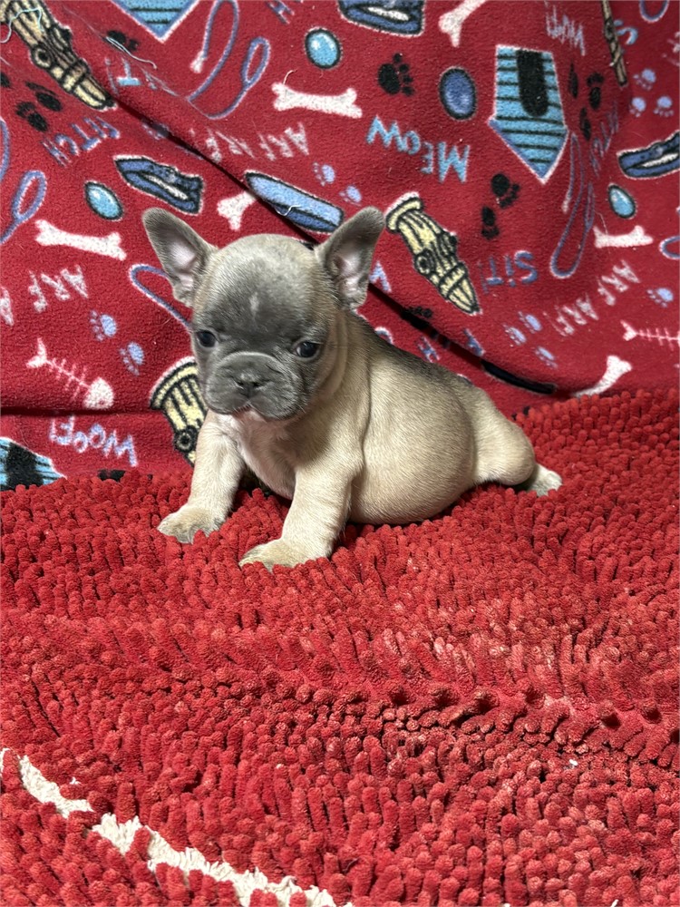Rocko