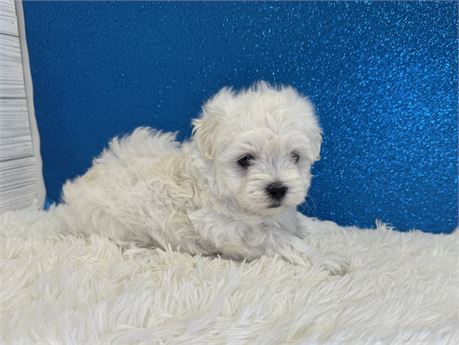 Male Maltese