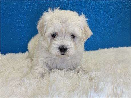 Male Maltese