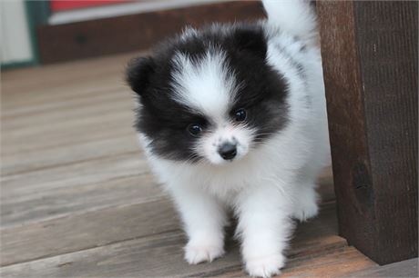 Cute AKC black and white female
